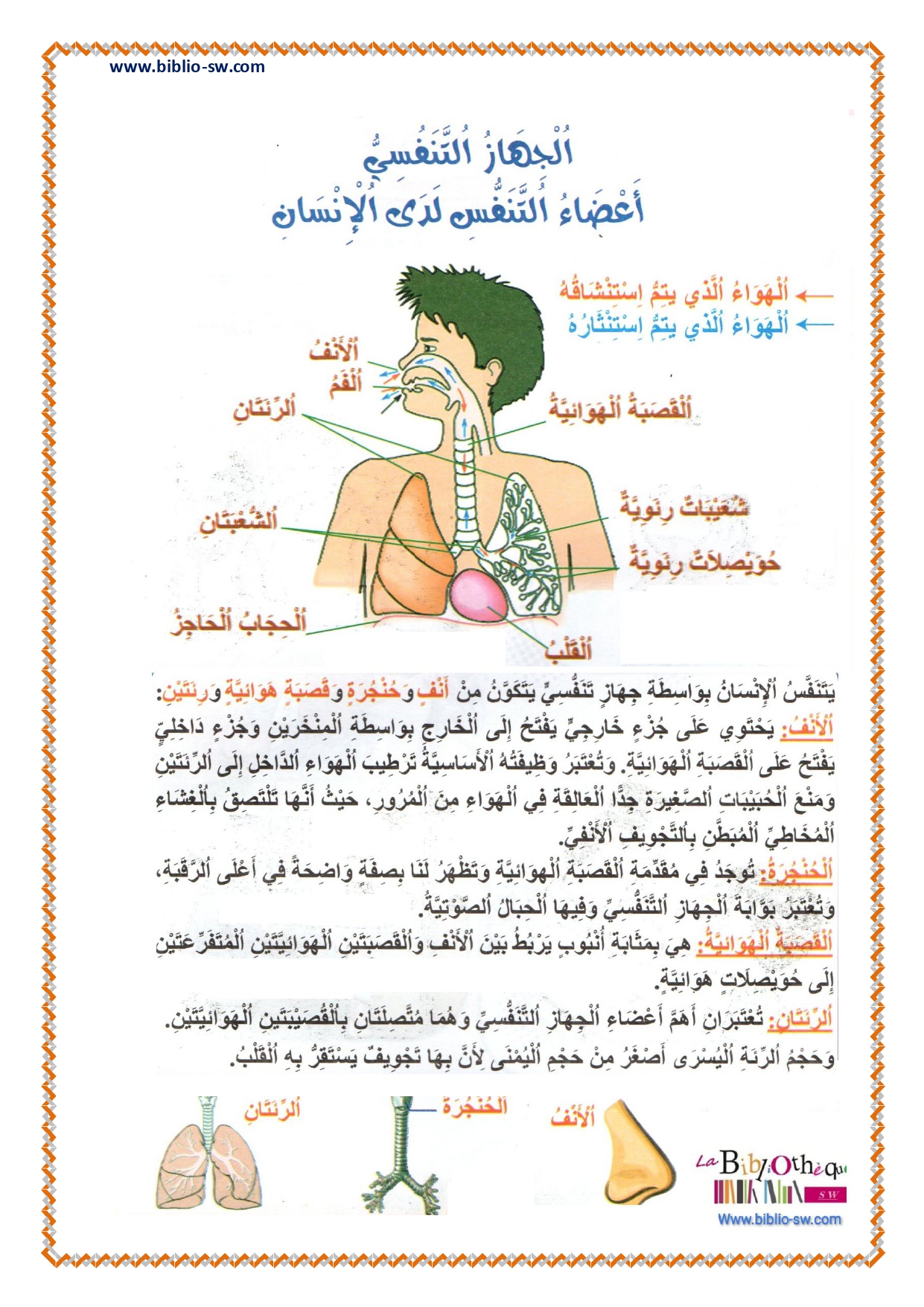 الجهاز التنفسي رسم الجهاز التنفسي رسم