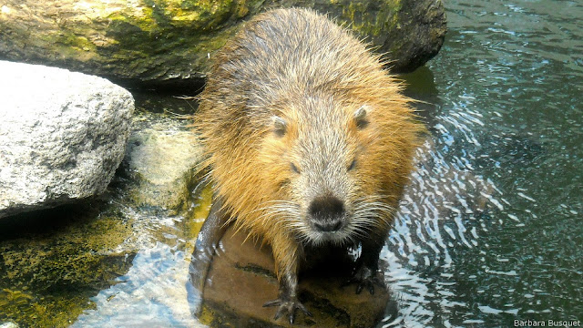 Bever in het water Foto met een bever bij het water