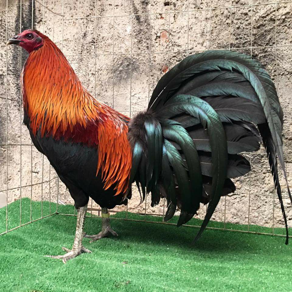 Gallos Finos Los Gallos Brown Red, Caracteristicas E Historia