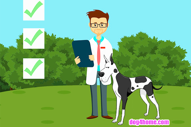 the annual check visit to the vet