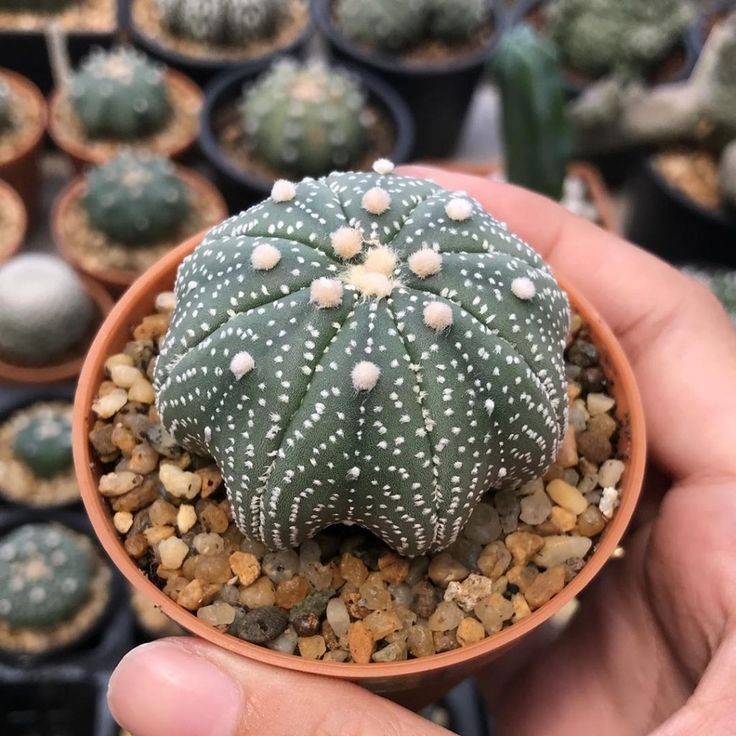 Ruangan Jadi Indah, 8 Jenis Kaktus Indoor yang Mudah