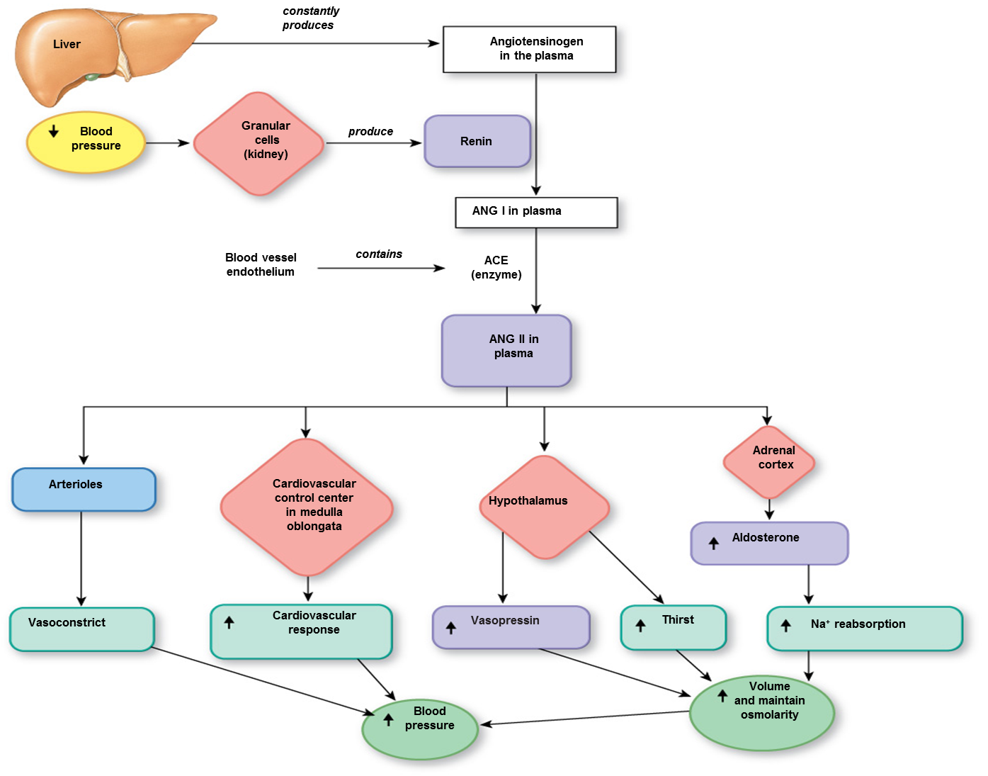 My Biomedical Notebook Renal Physiology, Fluid and