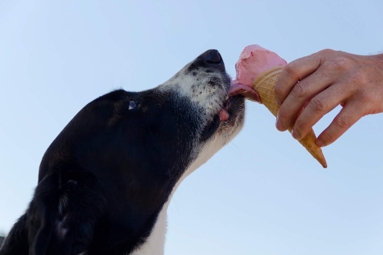 How To Make Delicious Ice Cream For Dogs Rozee Pro
