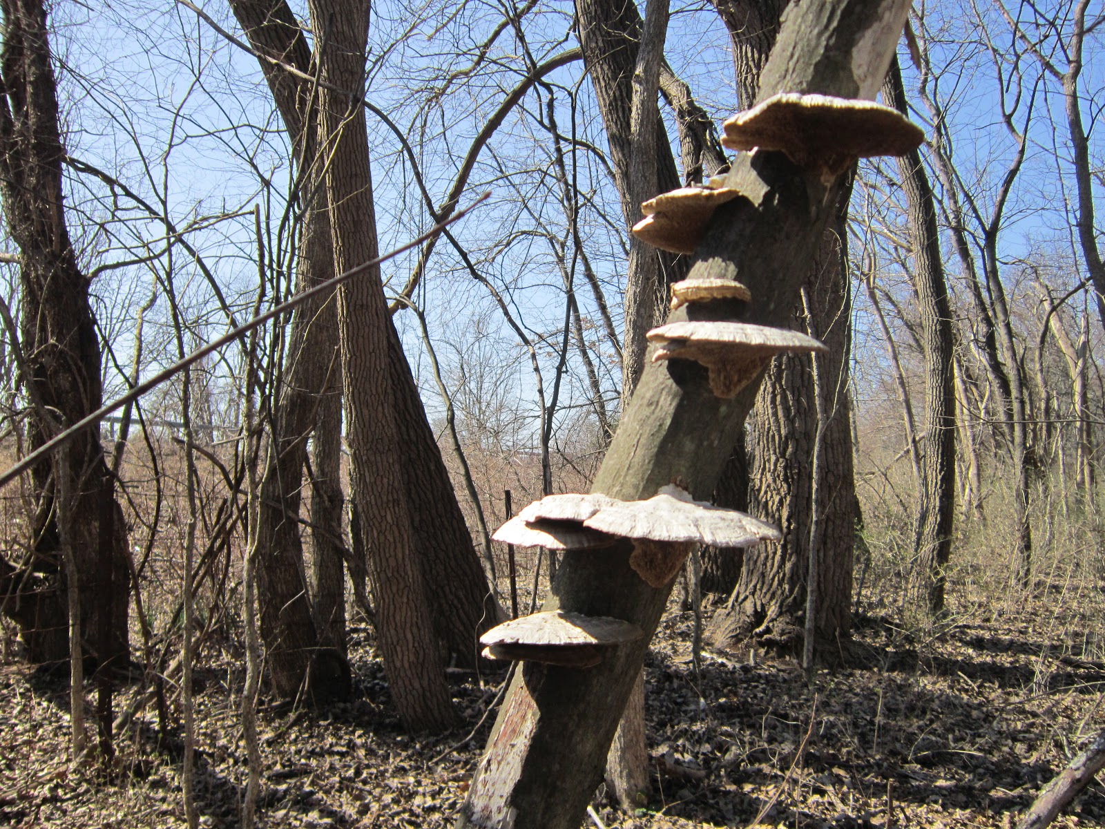 Earth Only. A Nature Blog. Shelf Fungi Pictures/Ecology/Uses/Helpful