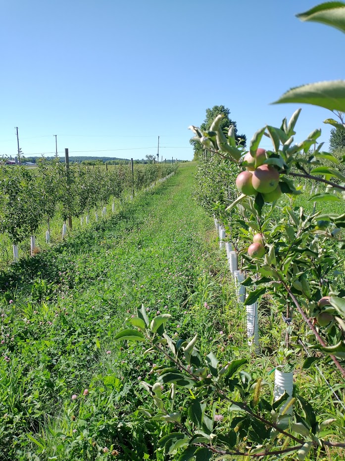 Irrigation for fruit crops during drought
