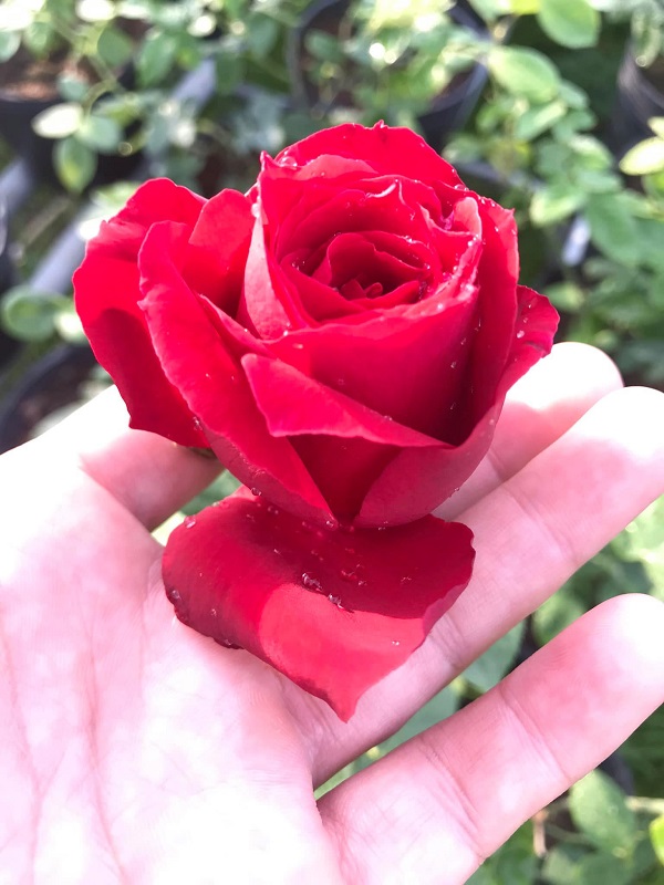 hoa hồng Sa Đéc  2