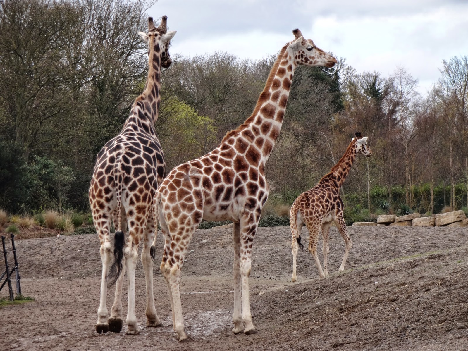 Зоопарк в европе