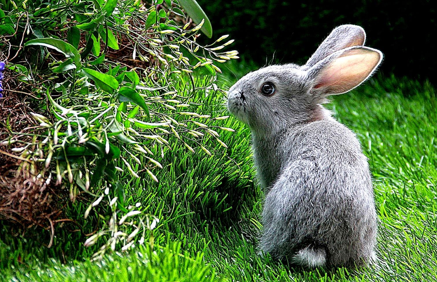 Rabbit HD Wallpapers  Cute Rabbit Desktop Images  Cool Wallpapers