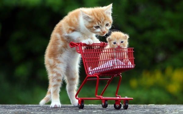 صور قطط كيوت صور قطط كيوت