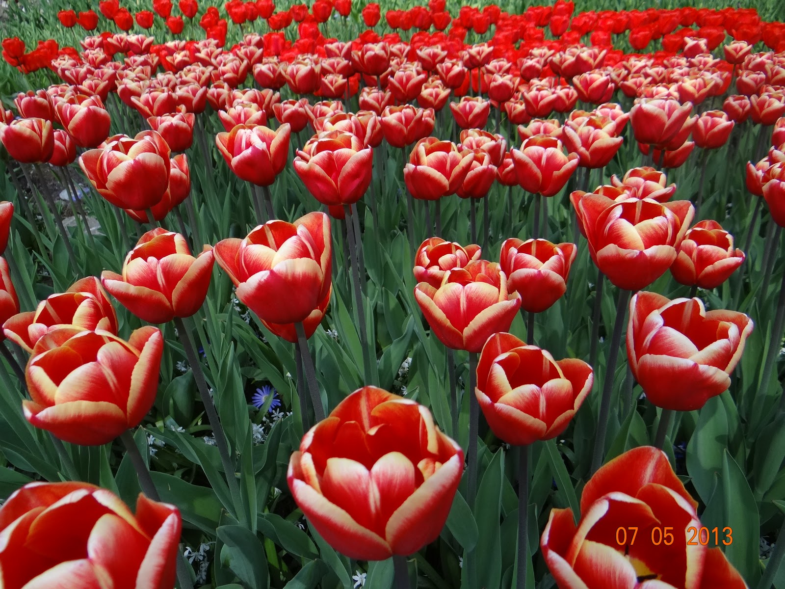 Viagens - Viajar é preciso!: As tulipas