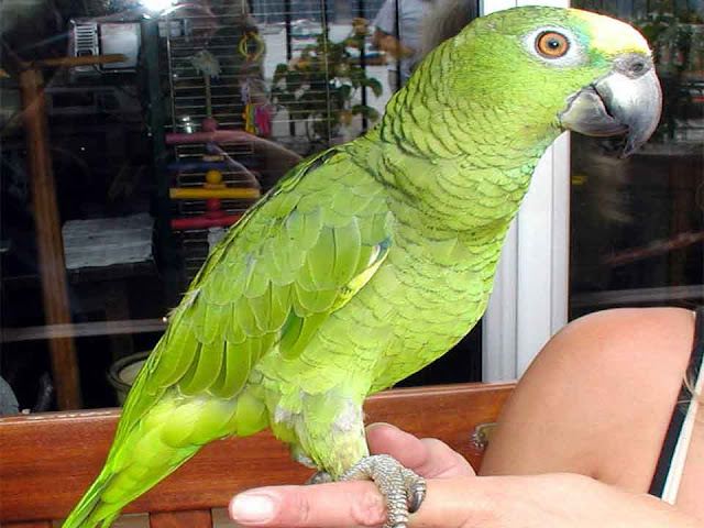 amazon parrot, yellow naped amazon, blue fronted amazon, yellow naped amazon parrot