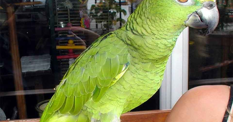 средняя жизнь попугаев. попугай информация для детей. амазон какаду жако неразлучник. средние попугаи. название попугаев.