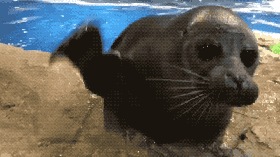 Amazing Creatures: Funny animal gifs - part 244 (10 gifs)
