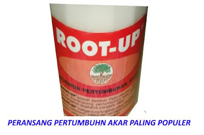 MEREK PERANSANG PERTUMBUHAN AKAR STEK hormon peransang tumbuh akar stek batang daun