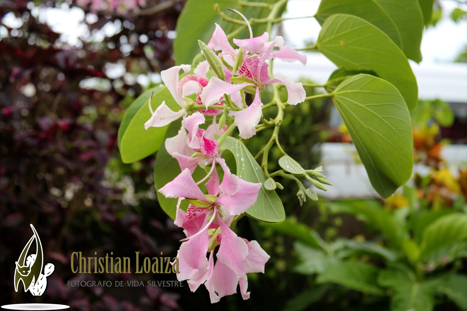 Christian R. Loaiza S.: Orquídea del pobre