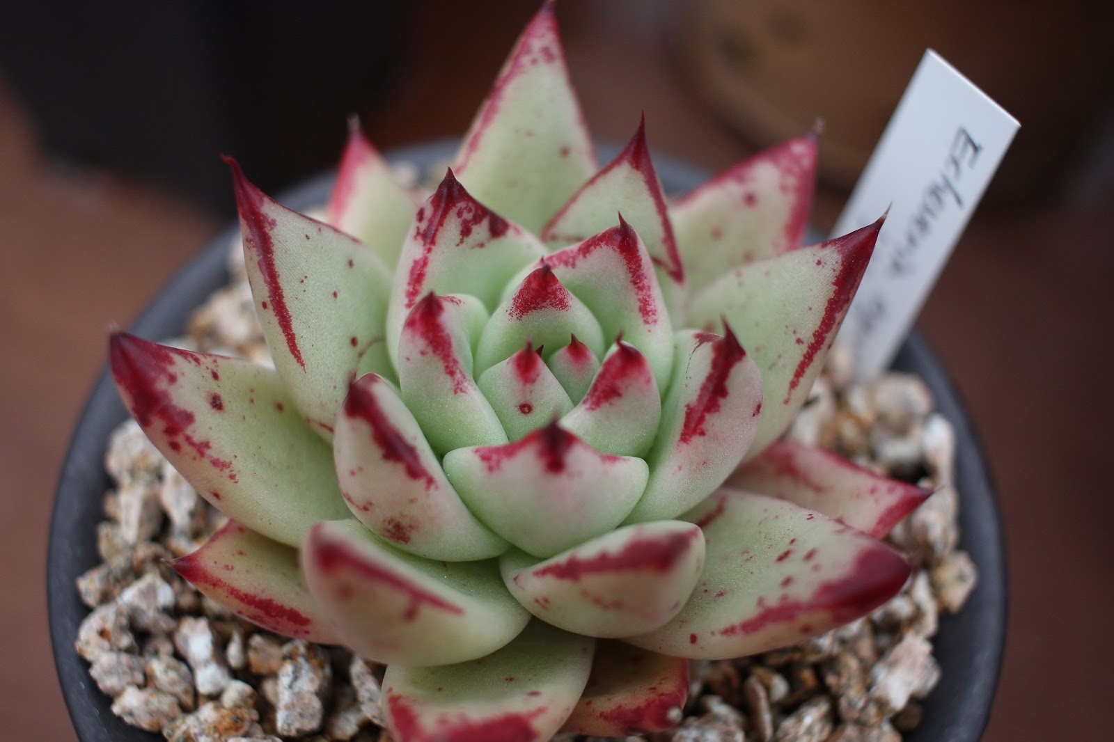 Echeveria agavoides Lipstick echeveria care and culture Travaldo's blog