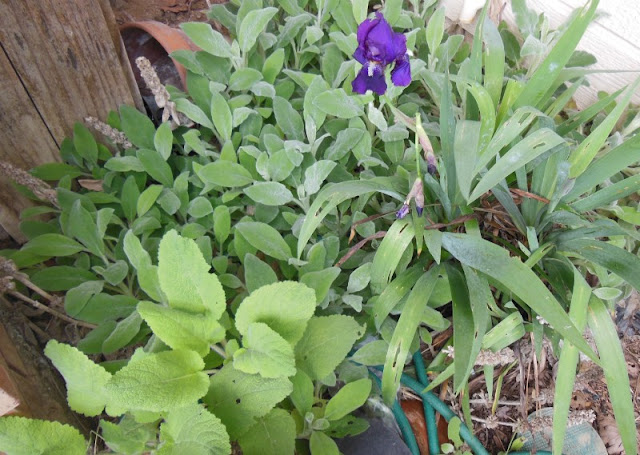 Flowers and Vegetables Can Thrive Where God Plants Them