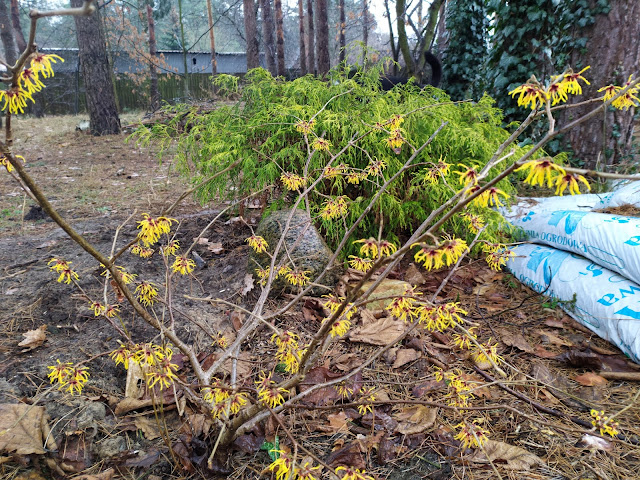 hamamelis Orange Beauty