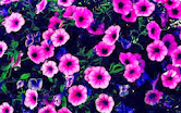 Purple Flowers  wallpapers