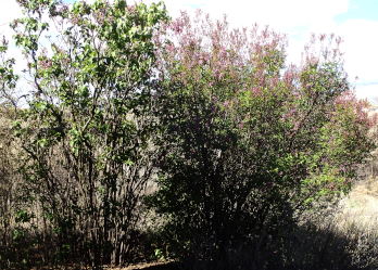 Lilac Trees And Shrubs In Flower Syringa Vulgaris