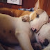 14 Reasons Why Bull Terriers Love To Sleep