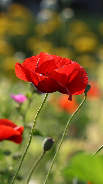 Poppies red iPhone flowers and table wallpaper