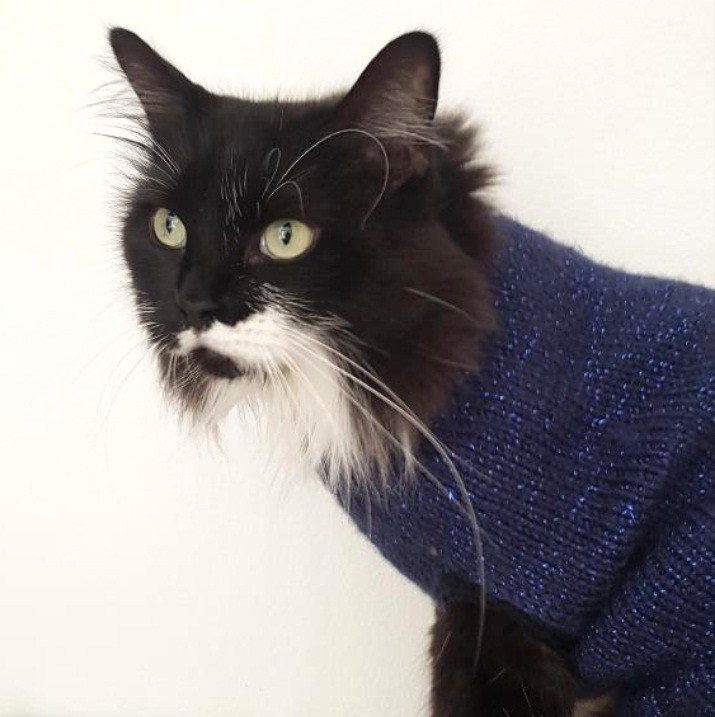 La souris aux petits doigts: Petit pull pour chat