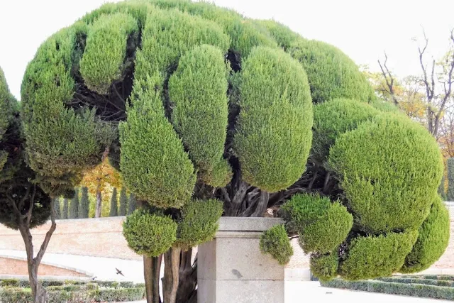 3 days in Madrid: Tree at the Madrid Botanical Garden