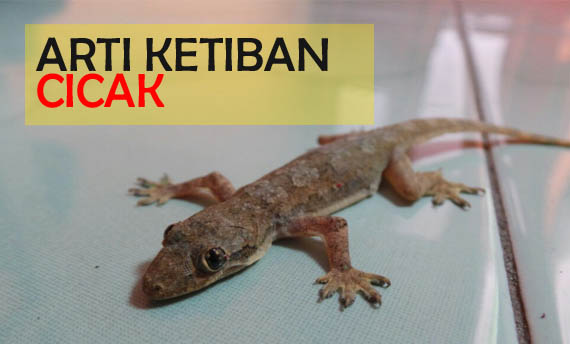 19 Kode alam kejatuhan cicak di tangan kanan