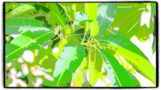 Key Line Type II + Frame Effect Key Line Type II + Frame Effect