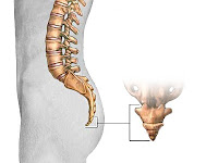 İnsanda pöç yani kuyruk sokumu kemiğini ve yerini gösteren resim
