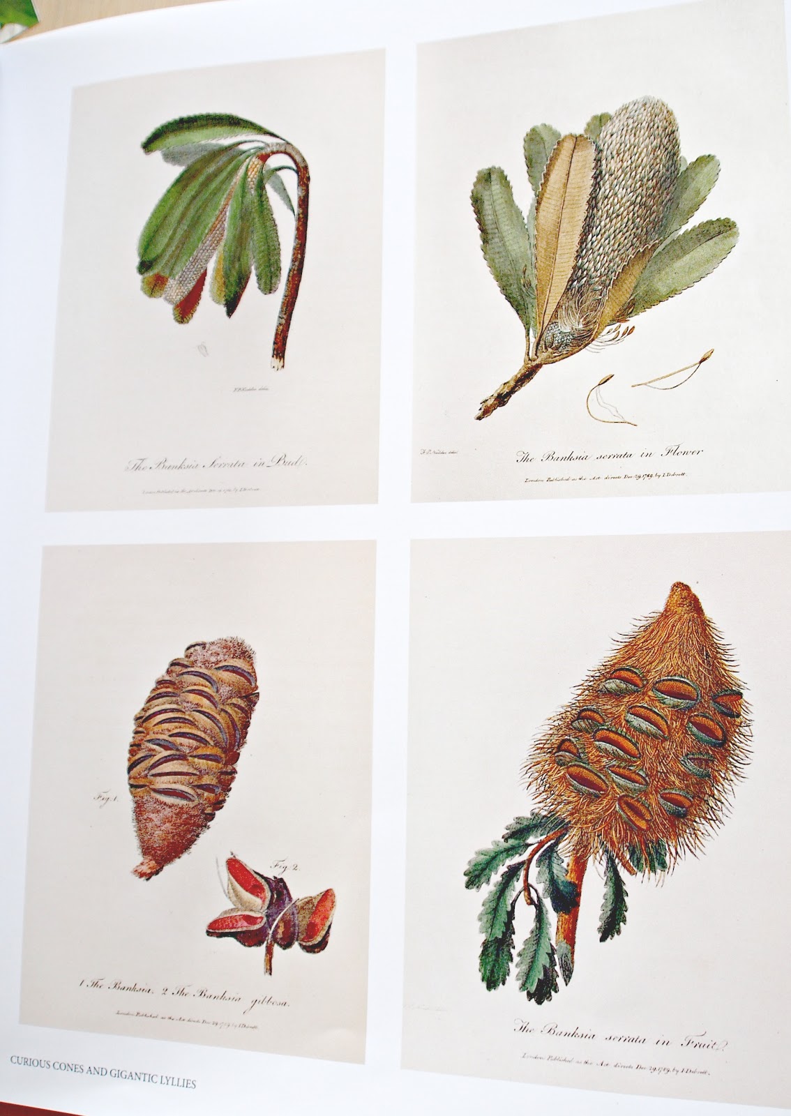 australian botanical art