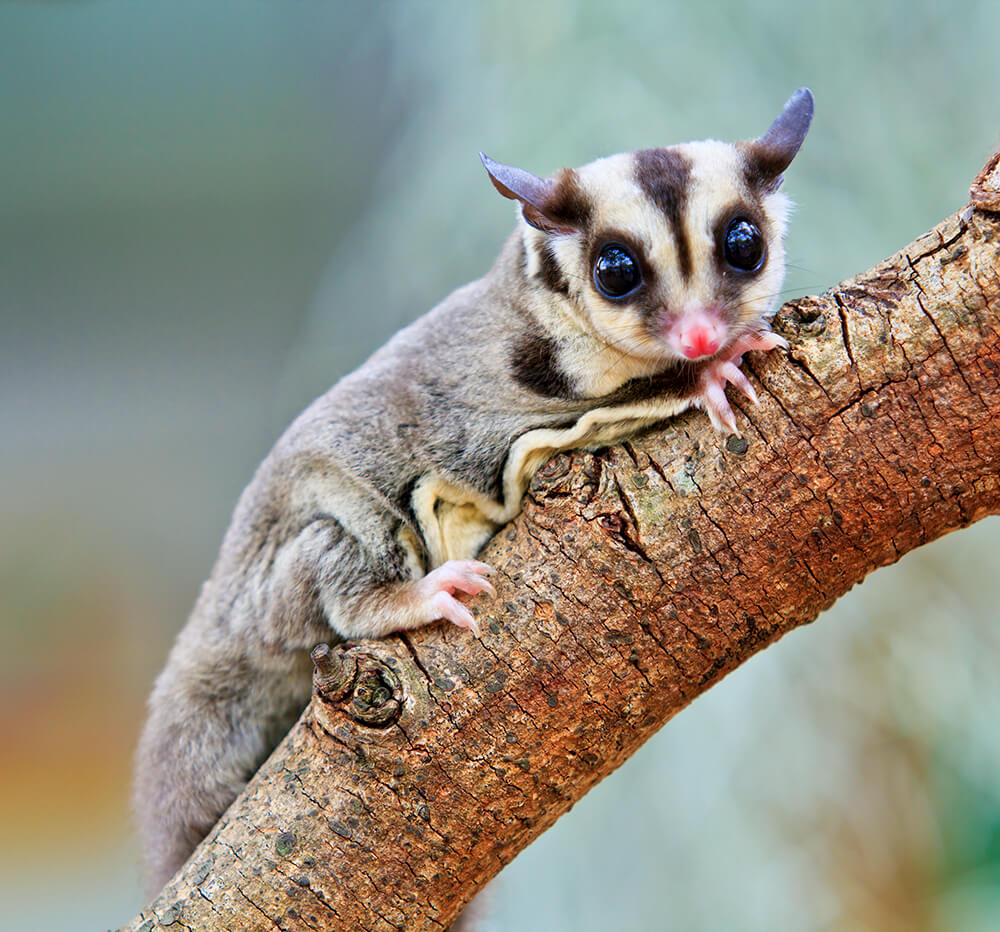 Sugar Glider Omnivorous Gliding Possum Cute Marsupial Animal sugar-glider-omnivorous-gliding-possum-cute-marsupial-animal
