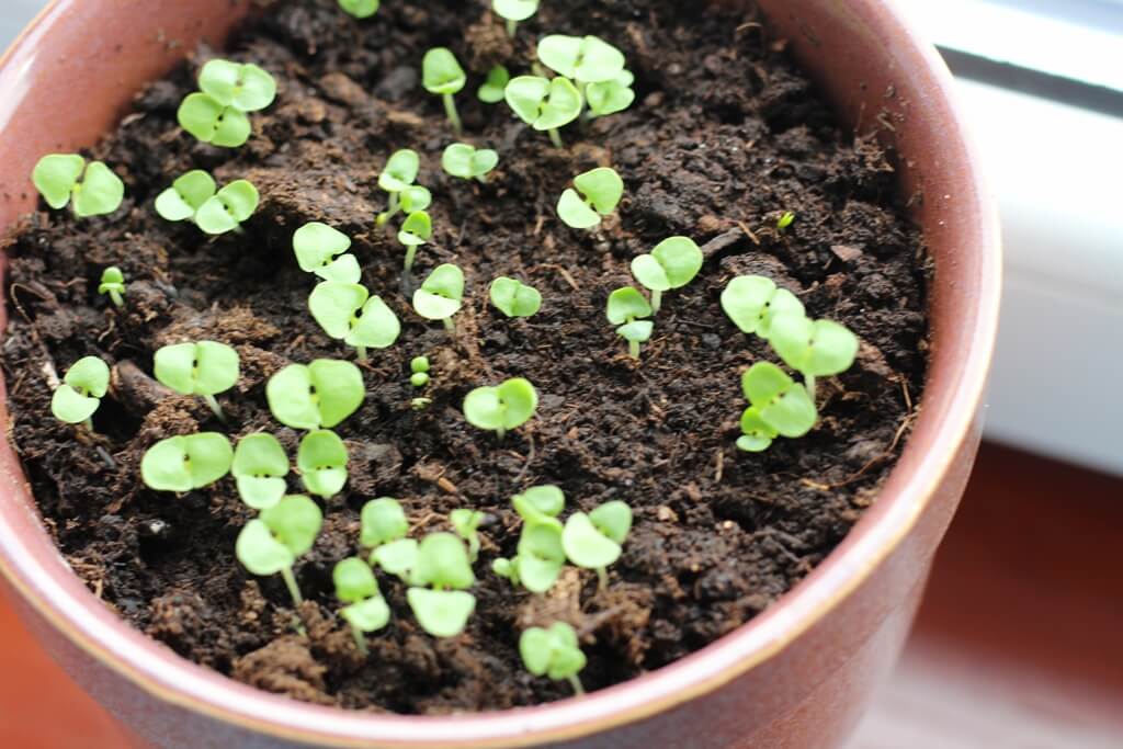 jak uprawiać zioła w domu bazylia