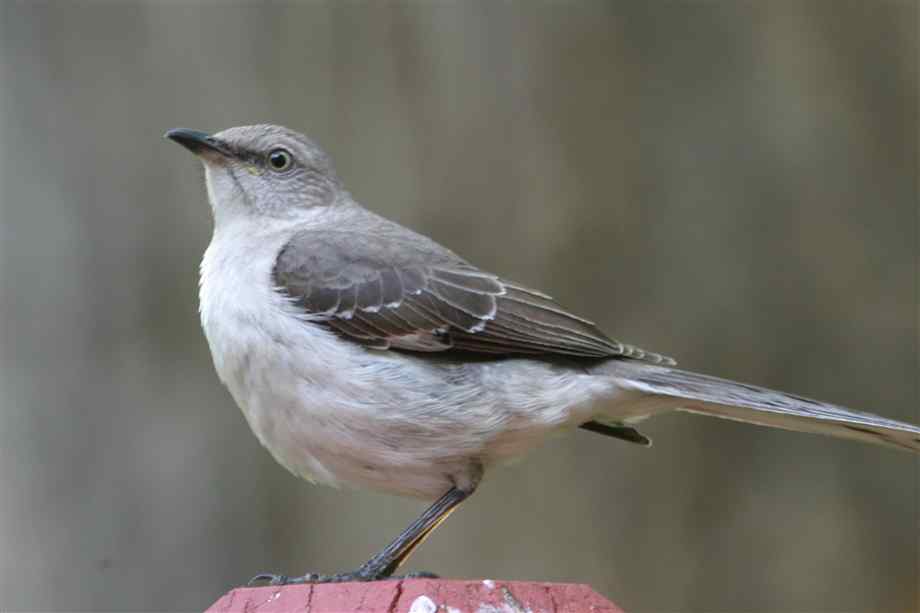 Пересмешник белохохлатый дрозд. Пересмешник разбор. Бурый кривоклювый пересмешник. Дрозд пересмешник. Пересмешник белохохлатый дрозд.