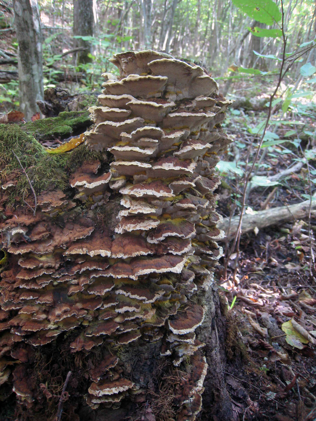 Weird and Wonderful Wild Mushrooms Nature's Spray Paint Inonotus