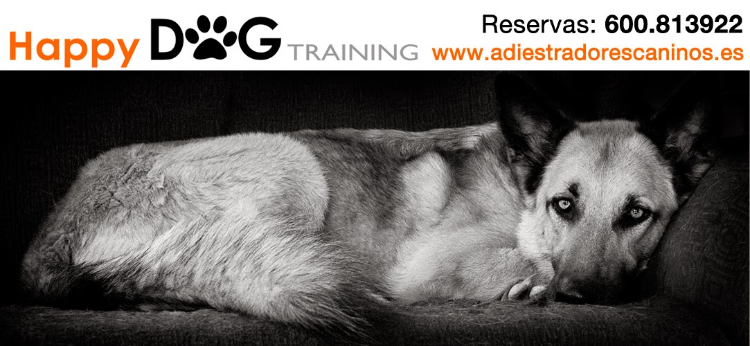 Adiestramiento canino y rehabilitación perros con problemas de conducta.