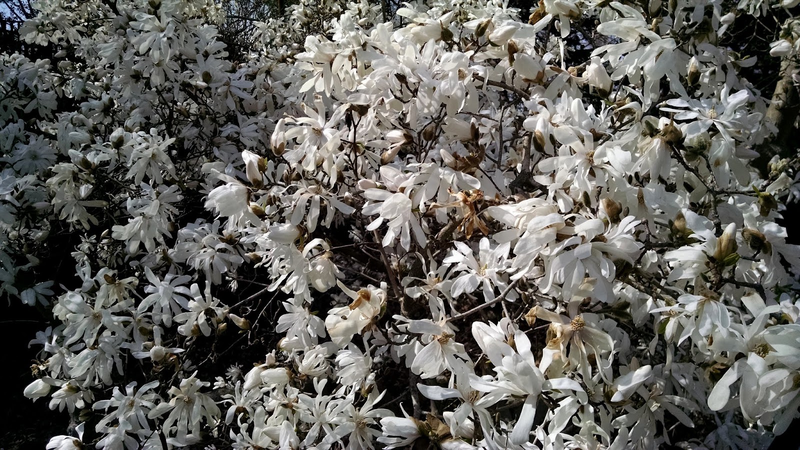 Дендрариум Ривес-Рид, Саммит, Нью-Джерси(Reeves-Reed Arboretum)