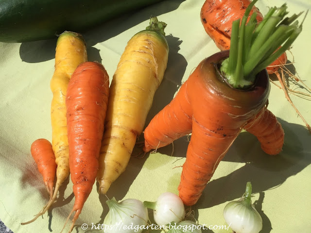 Karotten frisch geerntet