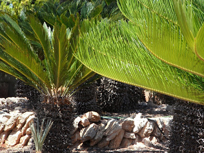 Dos cicas de jardín