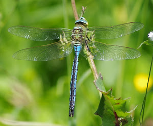 Dragonfly /Libélulas/Burruntziak