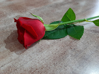 rose image