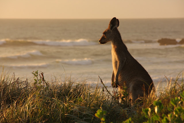 "Severe heatwave conditions!" Temperatures approaching 50C (122F) - Australia  Shutterstock_113861071