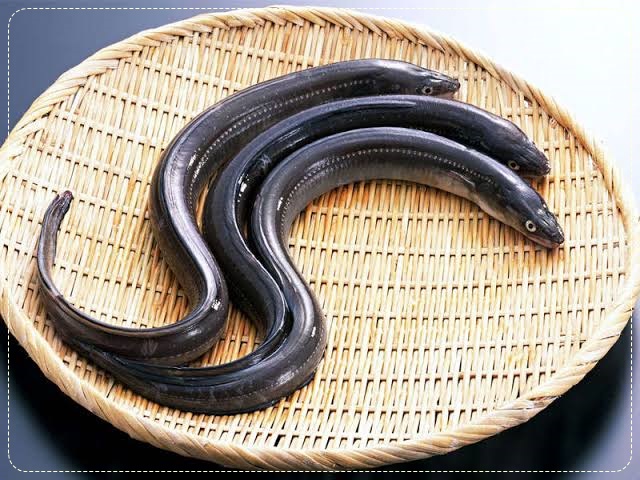 Supplier Jual Ikan Belut Benih Konsumsi Pangkal Pinang Terpercaya 1 Jual Ikan Terpercaya Supplier Jual Ikan Belut Benih Konsumsi Pangkal Pinang Terpercaya 1 Jual Ikan Terpercaya