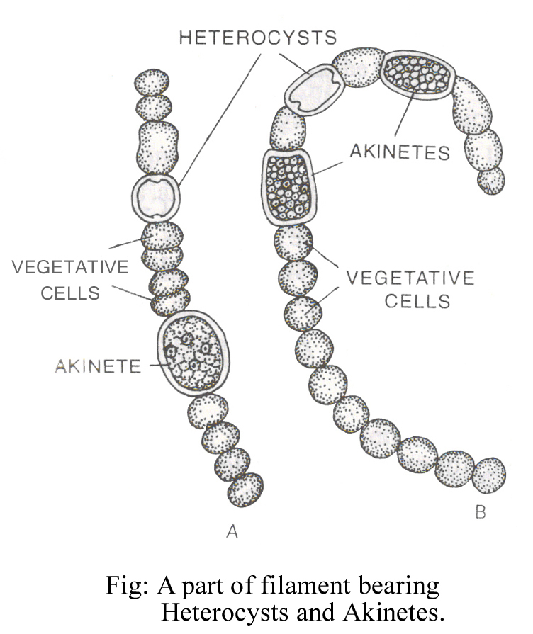 ANABAENA STRUCTURE OF VEGETATIVE BODY AND REPRODUCTION