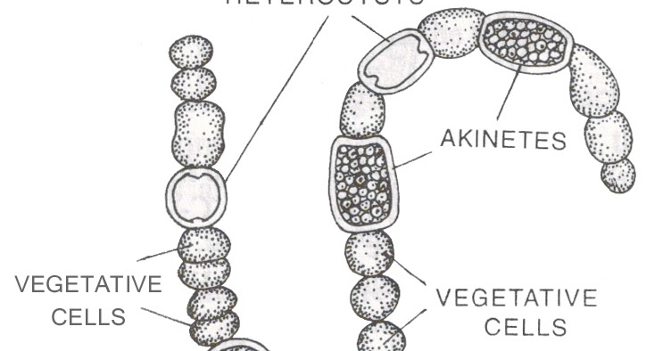 Anabaena Heterocysts Spores