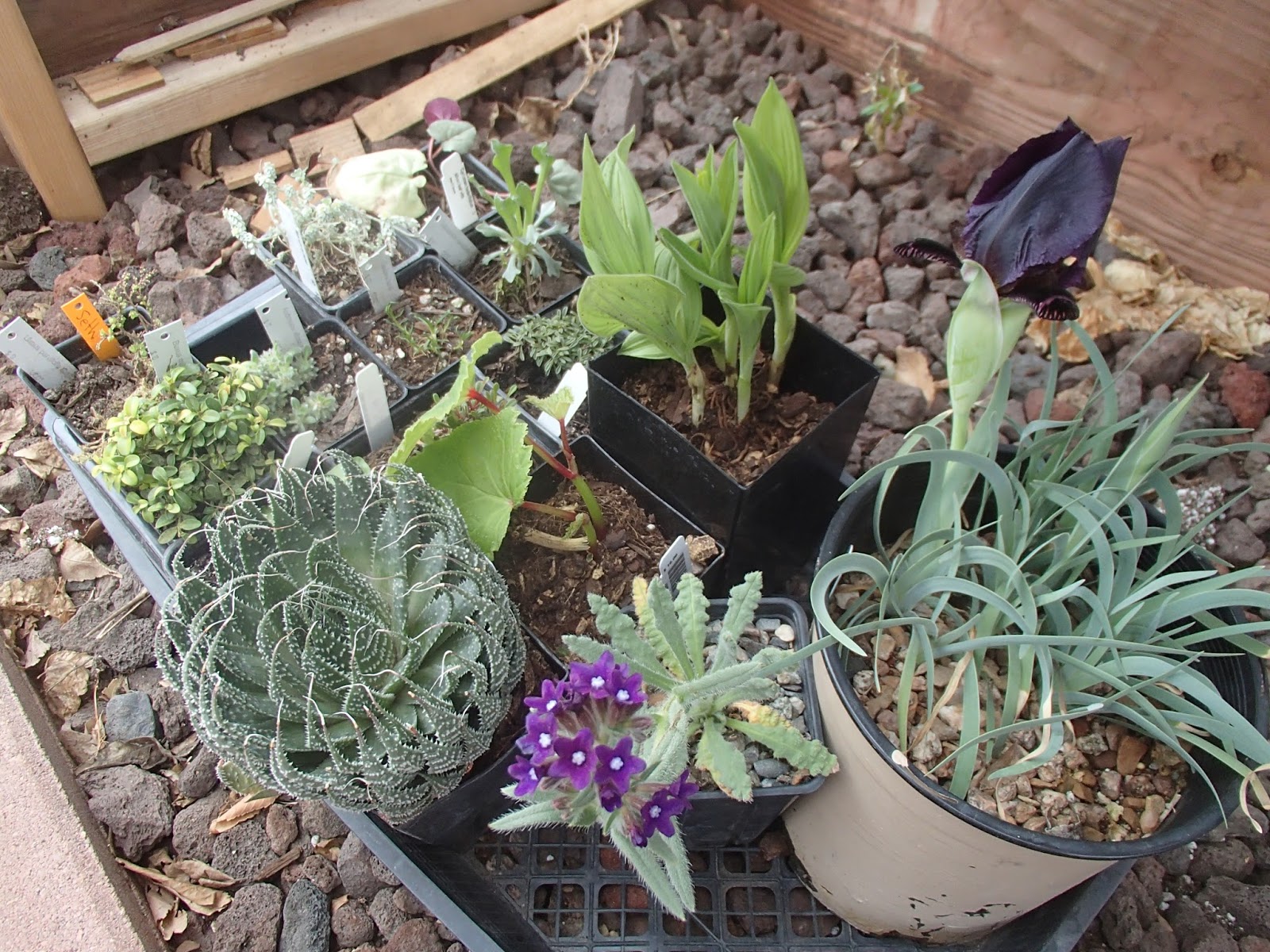 I Need A Cup of Tea Rare Plants to be Sold in Denver