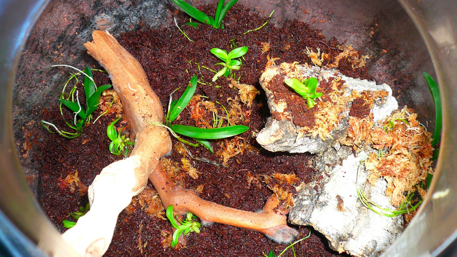 Heather's Water Works Orchids, the National flower of Costa Rica