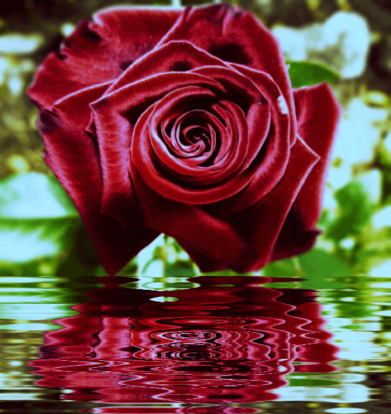 Sussurro de Amor Gif Rosas