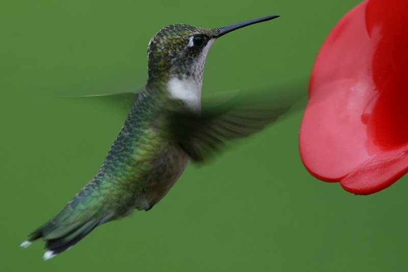 The trouble with hummingbirds...